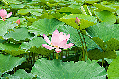 岳今晚让我玩个够肥水一体探岳体｜岳阳特色美食盛宴，肥水一体探岳体活动盛大启幕，感受文化魅力