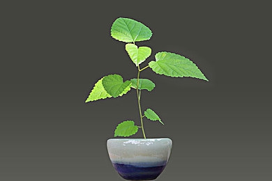 黄软件下载安装3.3.0：高仿应用暗藏陷阱,10万用户隐私遭窃-3